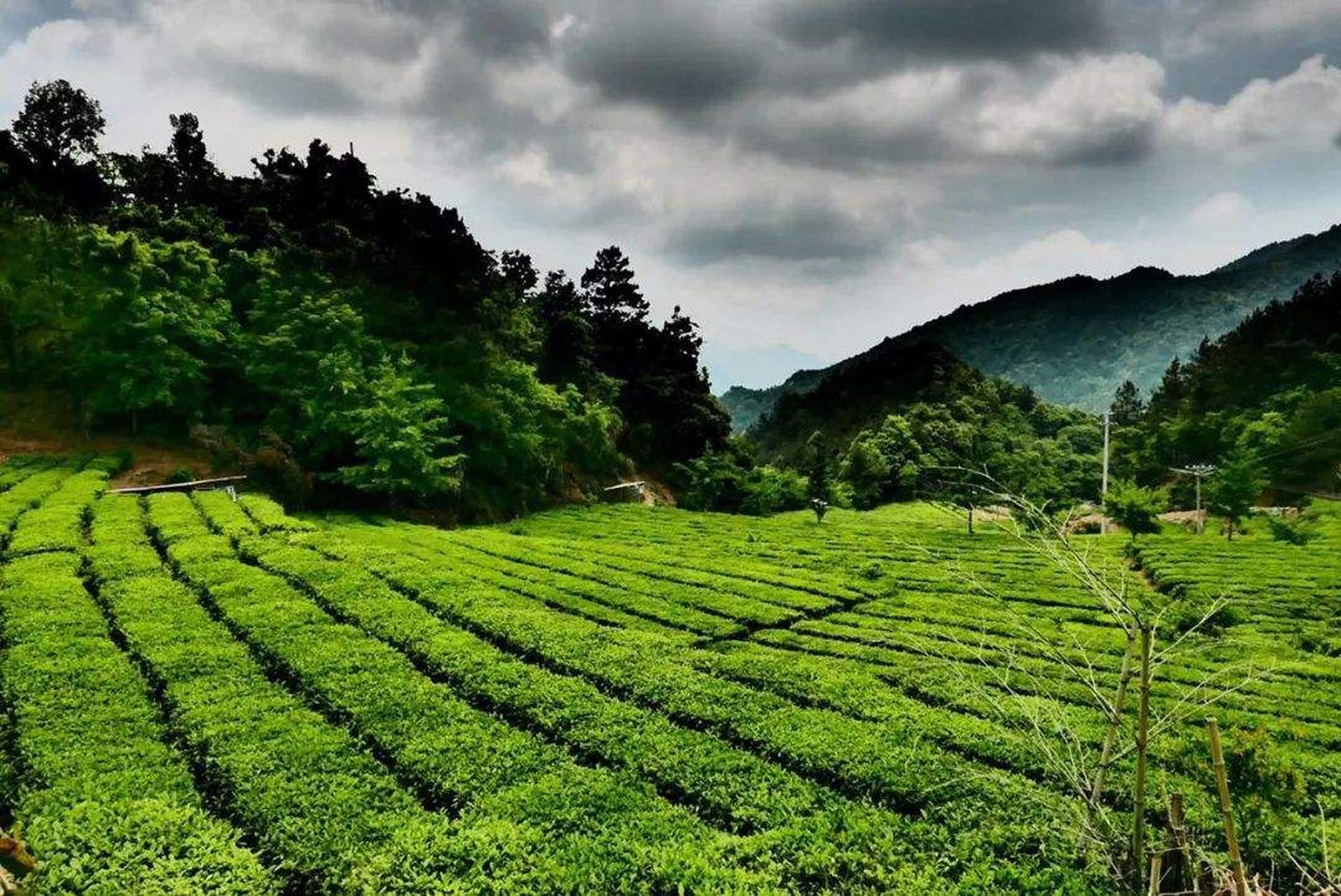 英山绿茶图片