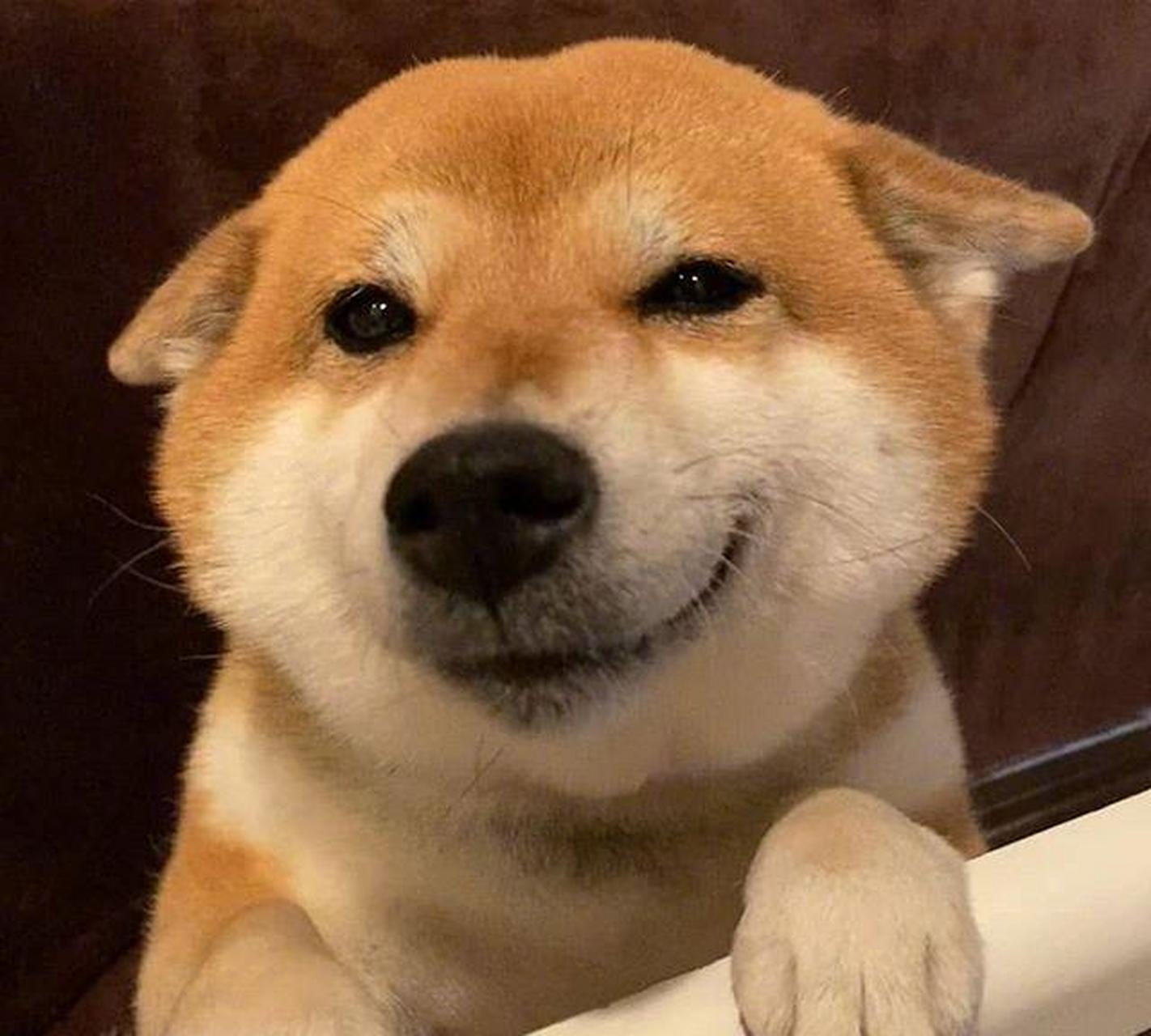 小柴犬太治愈了   动态创作月搞笑幽默 #中国版chatgpt来了# #趣图