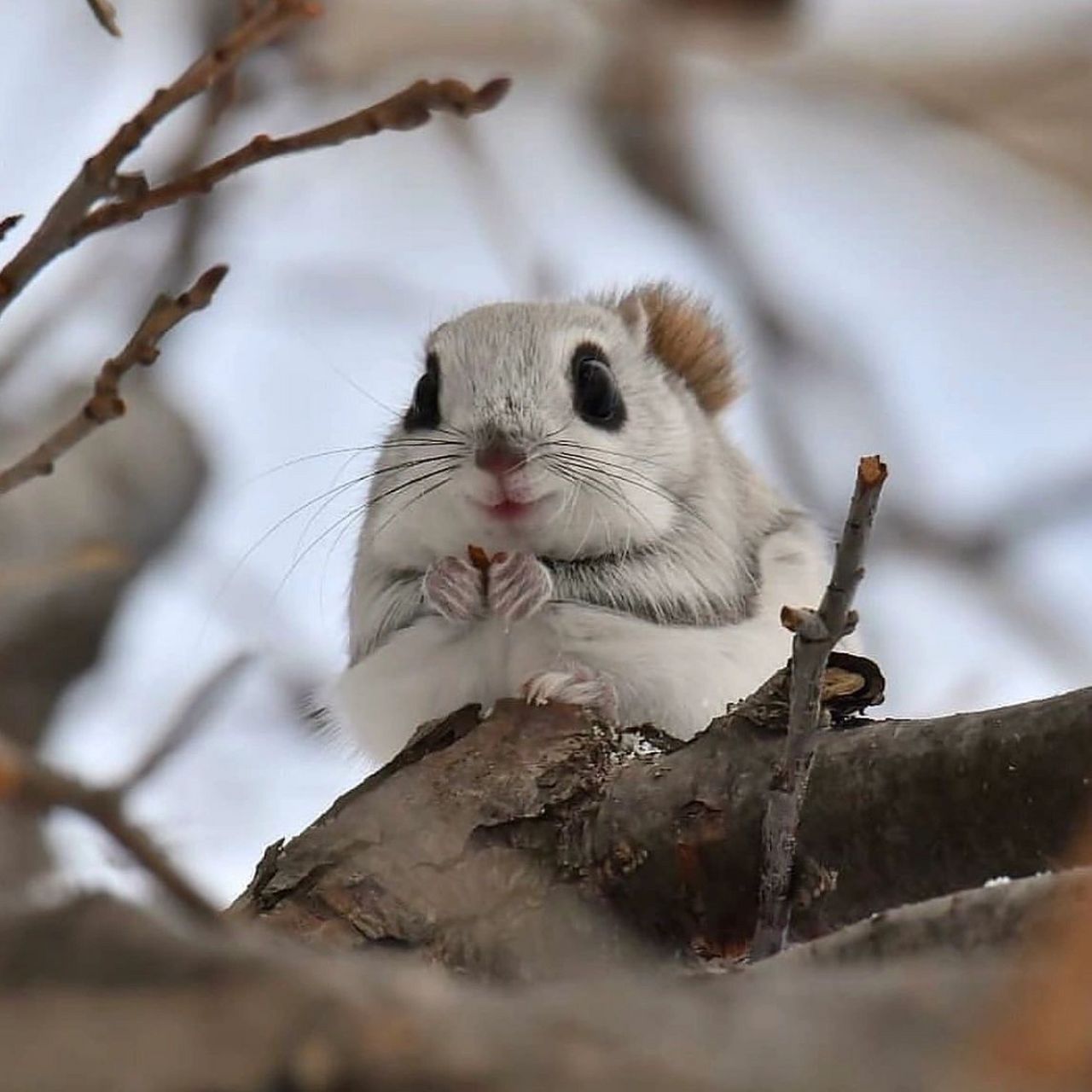 气质超群的西伯利亚鼯鼠,萌到可以直接上天 这种萌得
