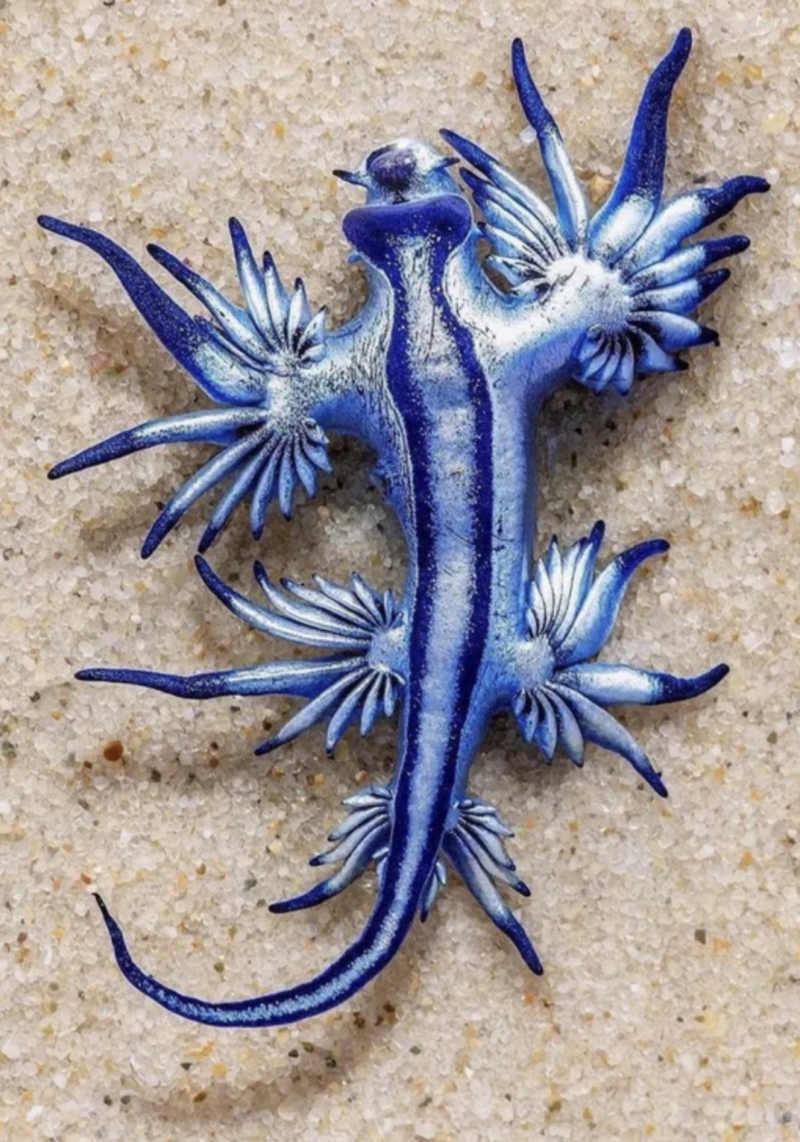 蓝龙?海神海蛞蝓?它奇特但不是怪物 蓝龙:一种奇怪而迷人的海洋生物,