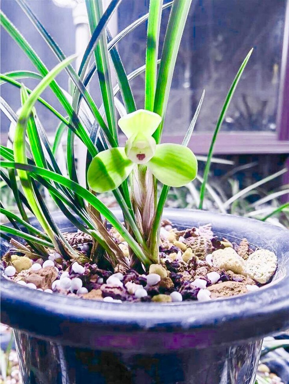 春兰梅形水仙西神梅,1912年无锡荣文卿选育命名,产于浙江奉化大雷山.