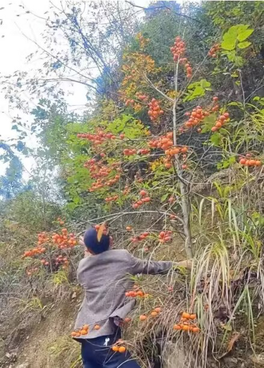 这山上的小野柿子好甜哦   你们家乡有吗[期待]