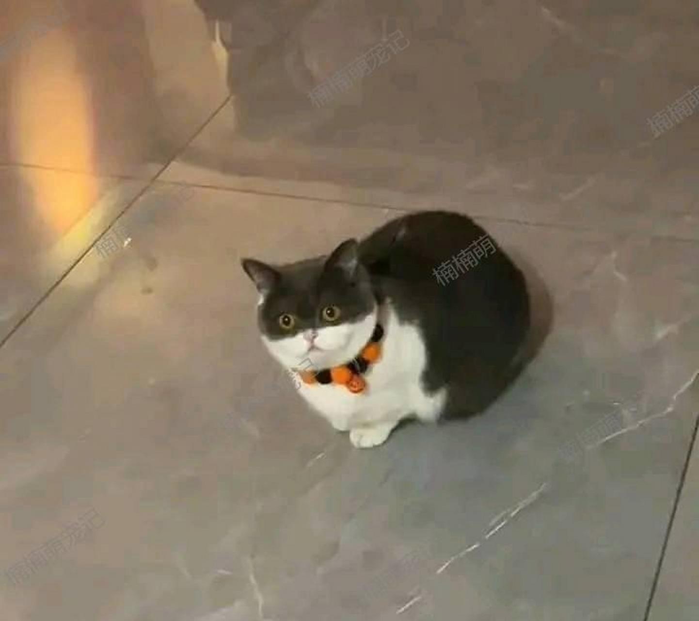 蝙蝠侠猫,还穿着斗篷![大笑]