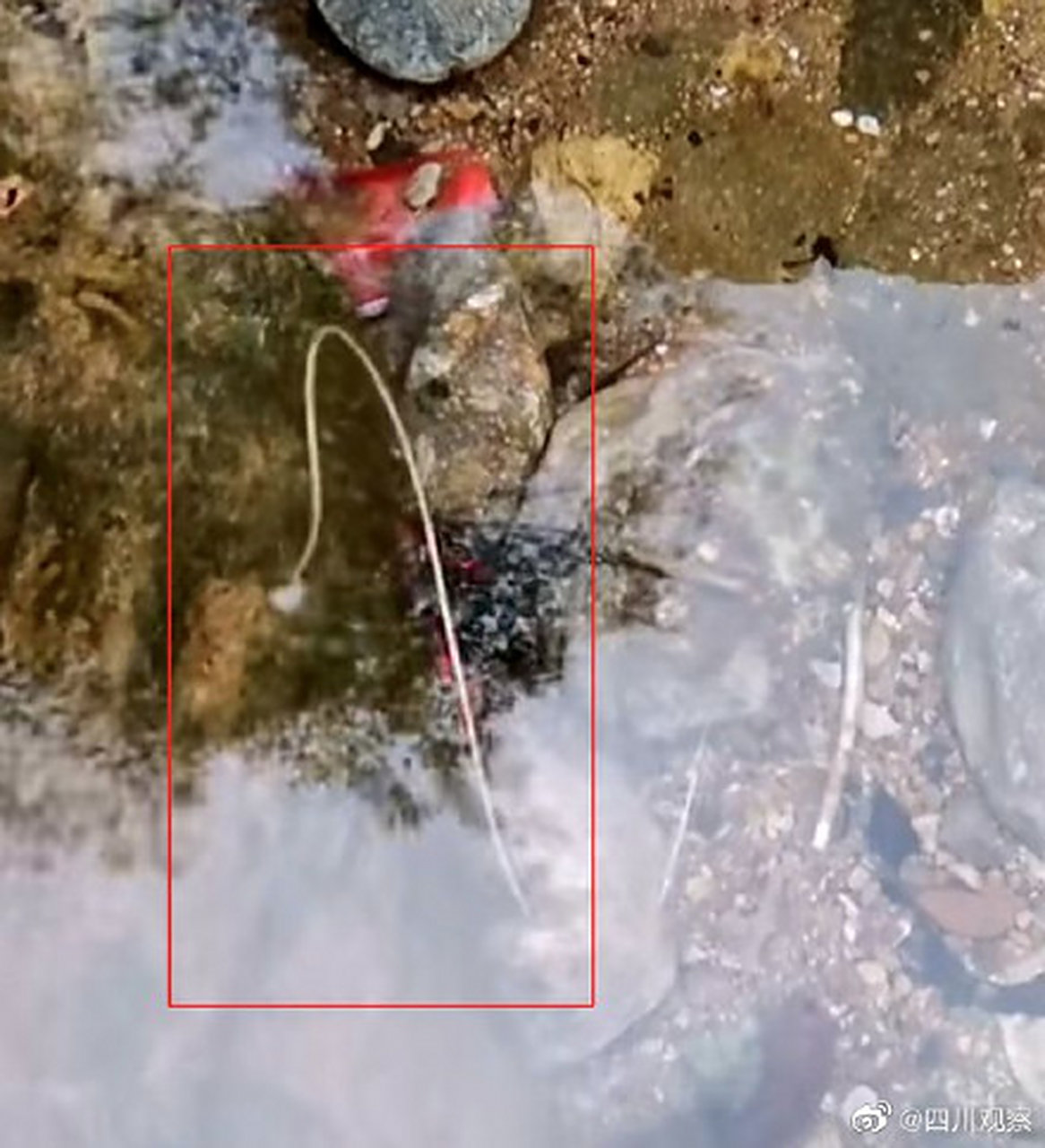 据了解,龙线虫俗称"几内亚虫".是能寄生在哺乳动物体深部的大型线虫.