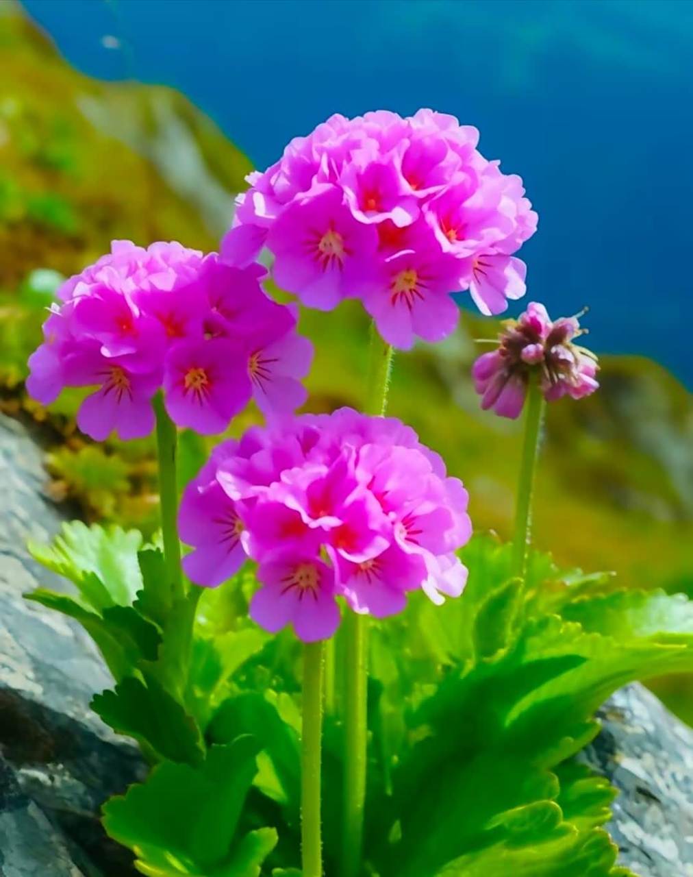 野花,报春花,是粉红色的,非常美丽.