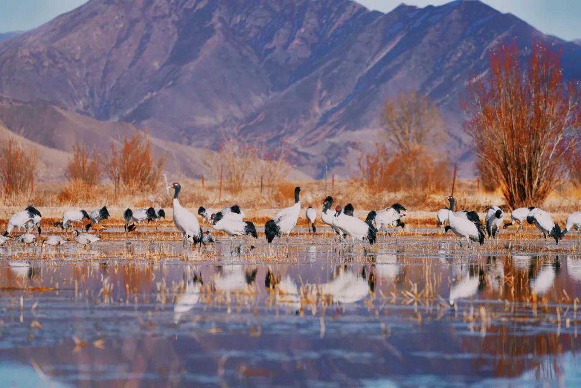 mcn风帆计划#南木林县的艾玛乡是雅鲁藏布江中游河谷地区黑颈鹤分布