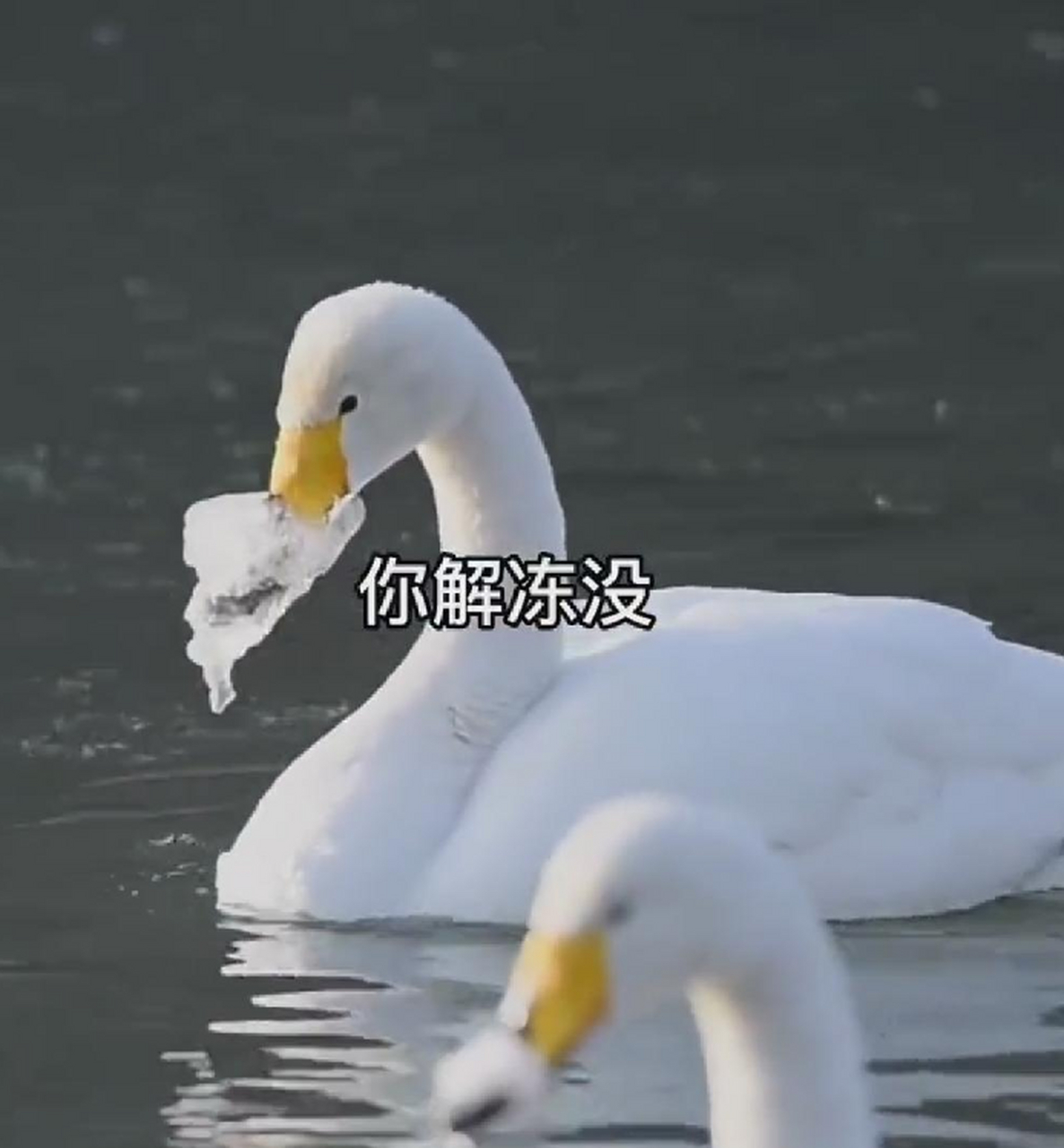 死鸭子嘴硬就是这么来的吗