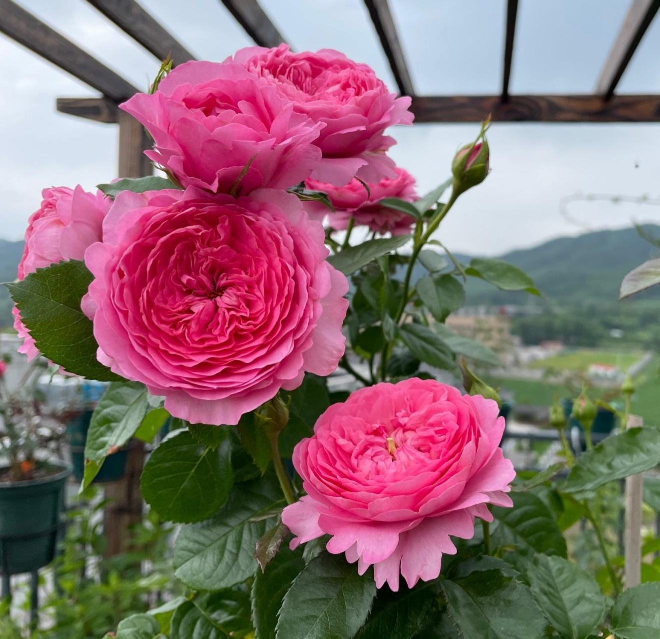 这个品种名字叫"尚塔尔·梅里厄"(chantal mérieux),株高80-100厘米