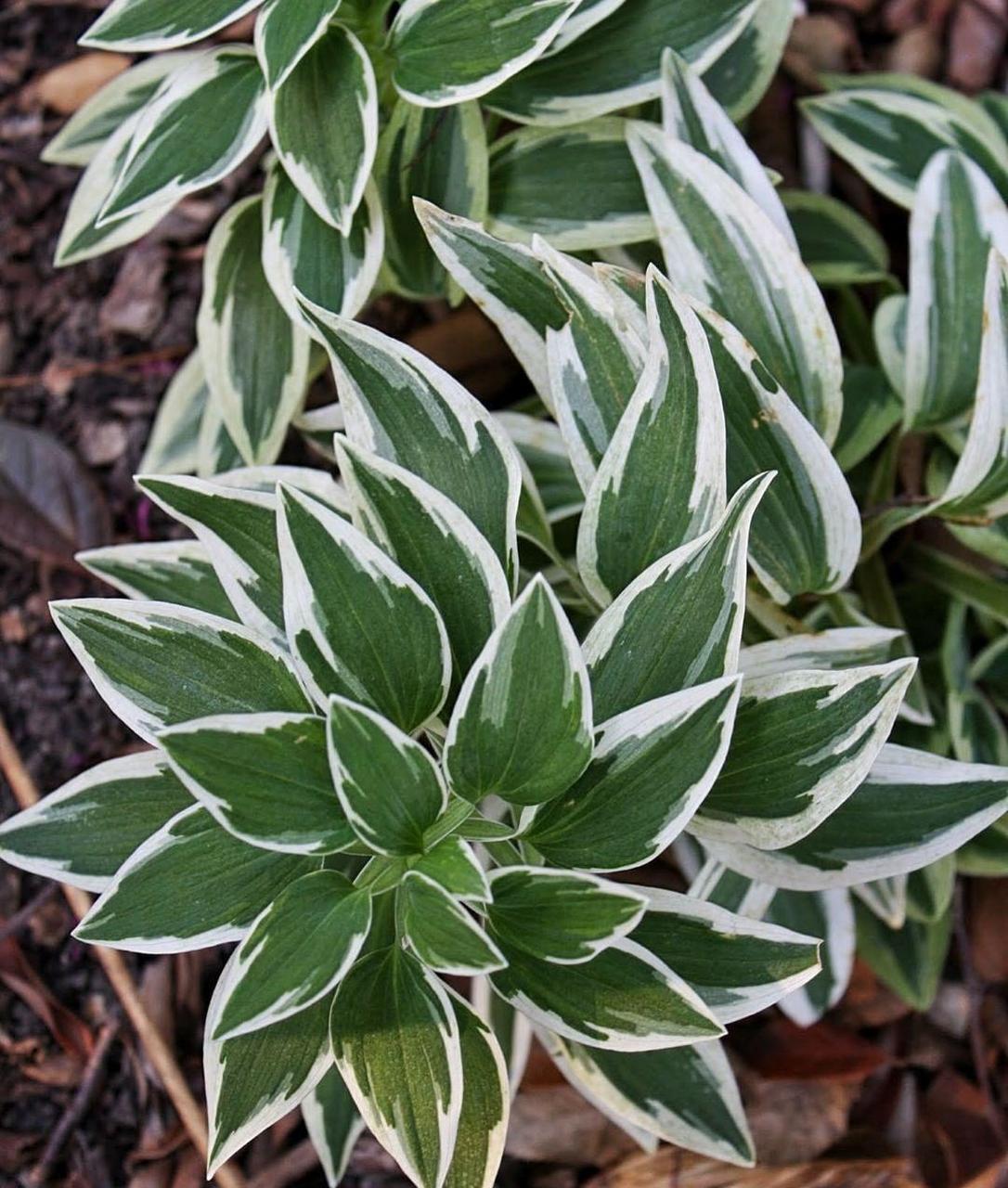 花叶六出花"法比亚娜公主" 六出花又名"秘鲁百合",是非常经典的盆栽和