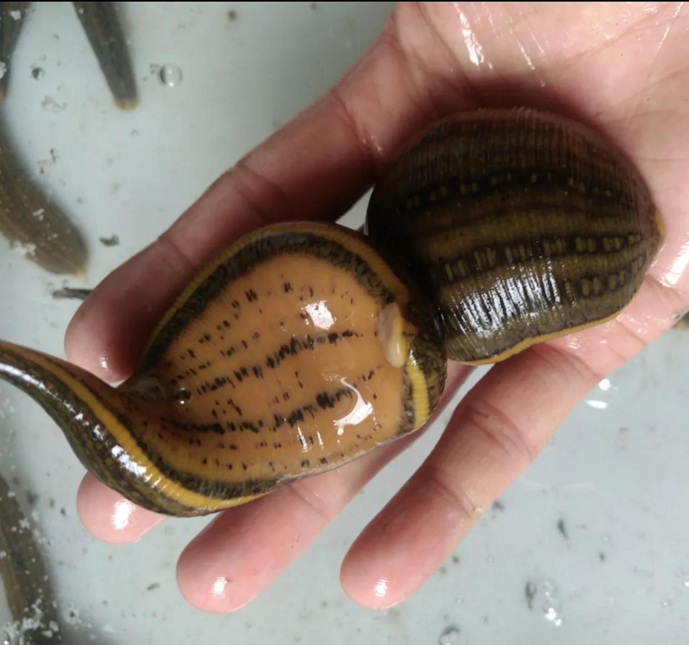 各位友友,你们那都什么价格?