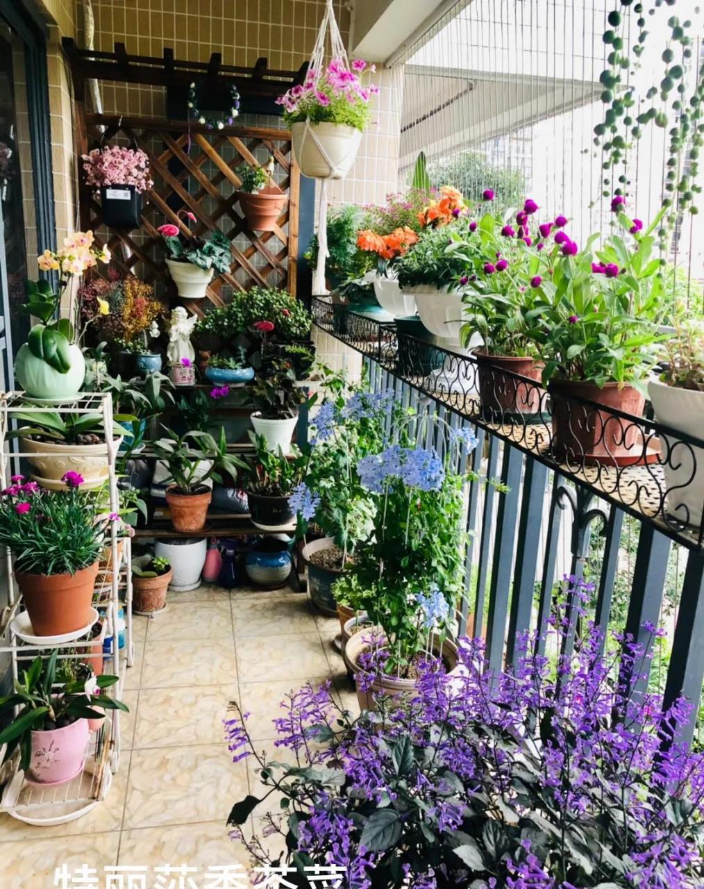 这棵特丽莎香茶菜长得太好看啦,花繁叶茂  在家也能欣赏到到满园春色