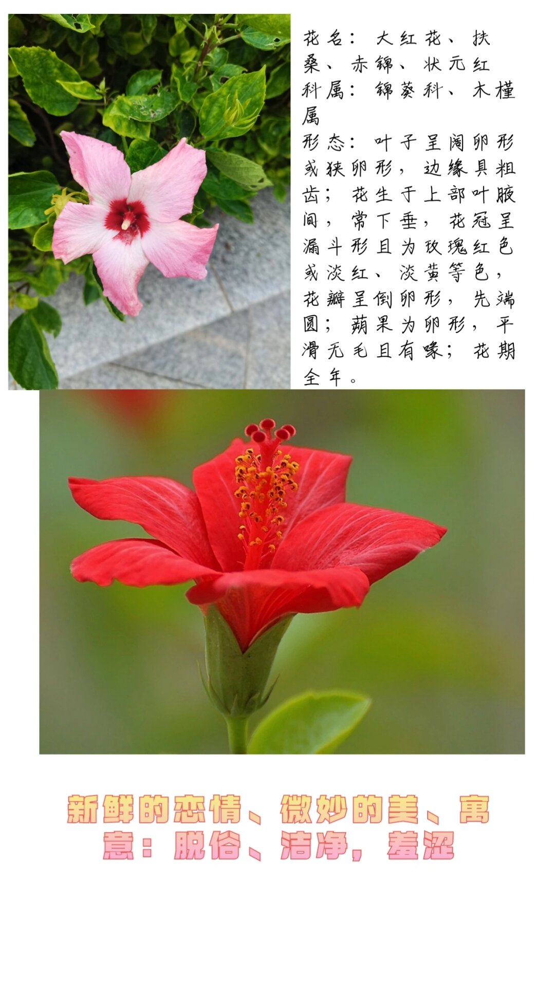 花名:大红花,扶桑,赤锦,状元红科属:锦葵科,木懂用的