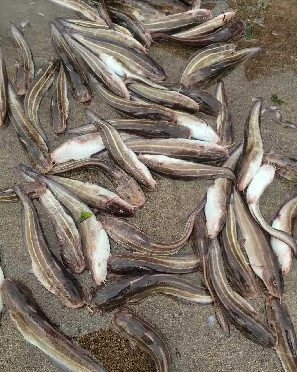 三毛鱼,又叫沙毛,这种海鱼味道鲜美,煲汤营养丰富特别好喝.