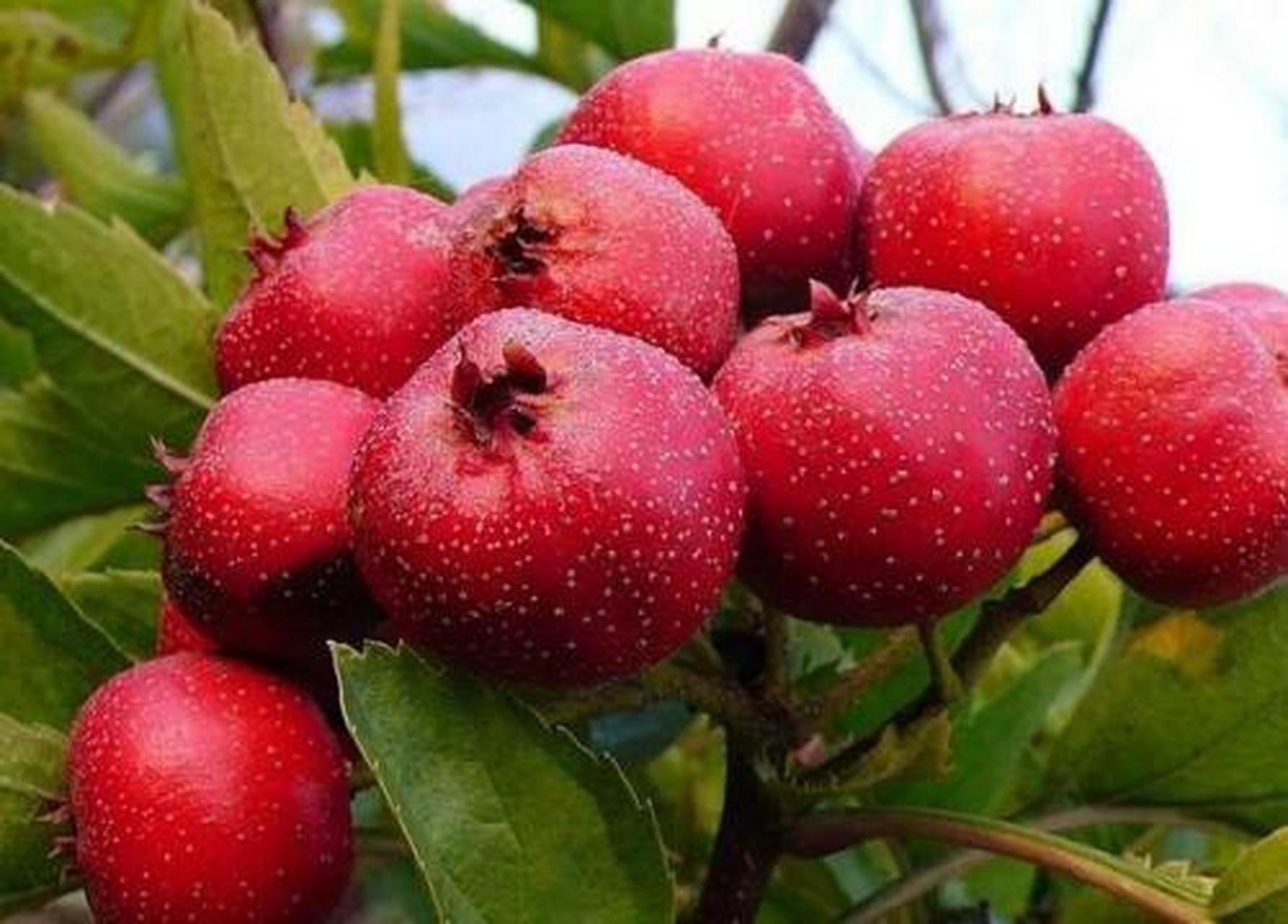 红果又名山里红,大山楂.位于燕山山区的兴隆县自古以盛产红果而闻名.