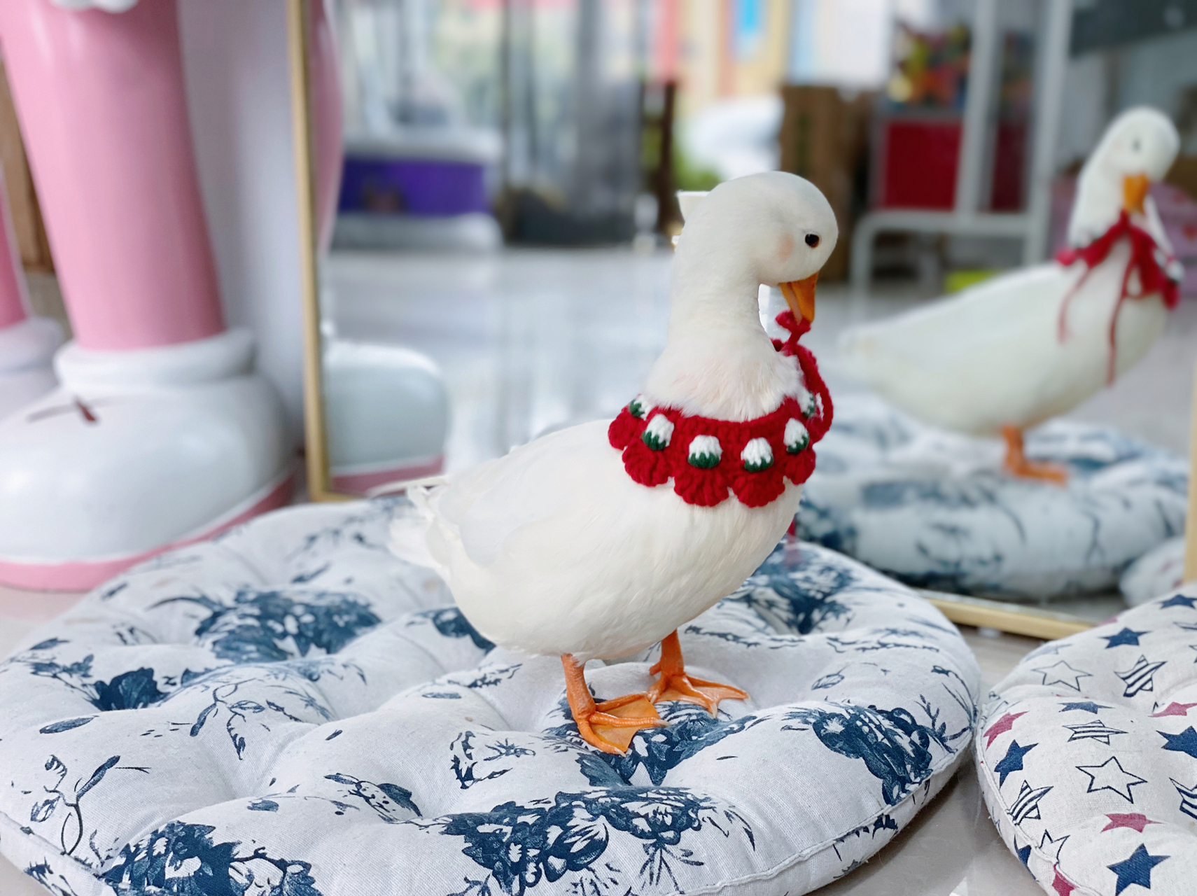 柯尔鸭也叫可达鸭吗哈哈 带上小围兜的柯尔鸭真的秒变小可爱~#又有异