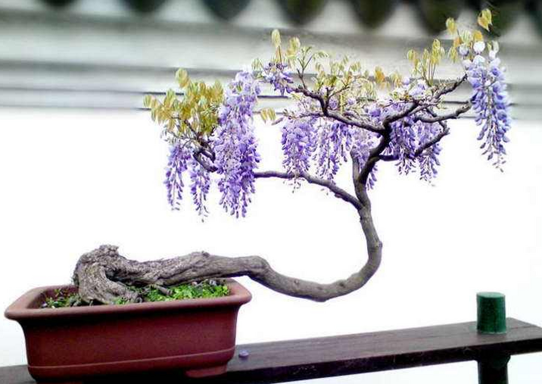 紫藤盆景是一种极具观赏价值的植物,其优雅的株形和垂挂的花序给家庭