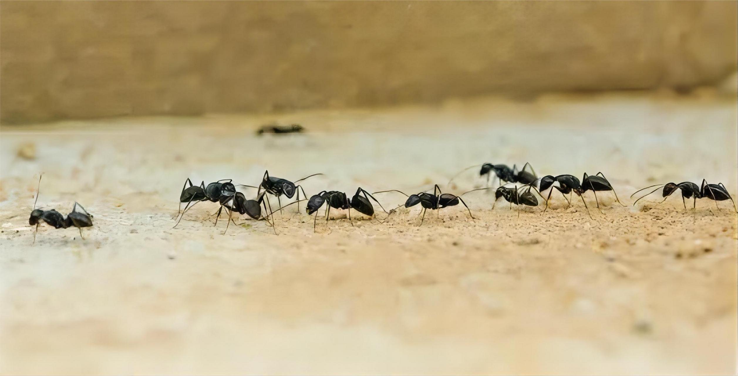 蚂蚁排队走图片