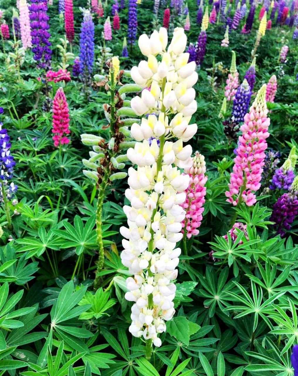 樱花季过后,鲁冰花又成了北京玉渊潭公园的一道风景.