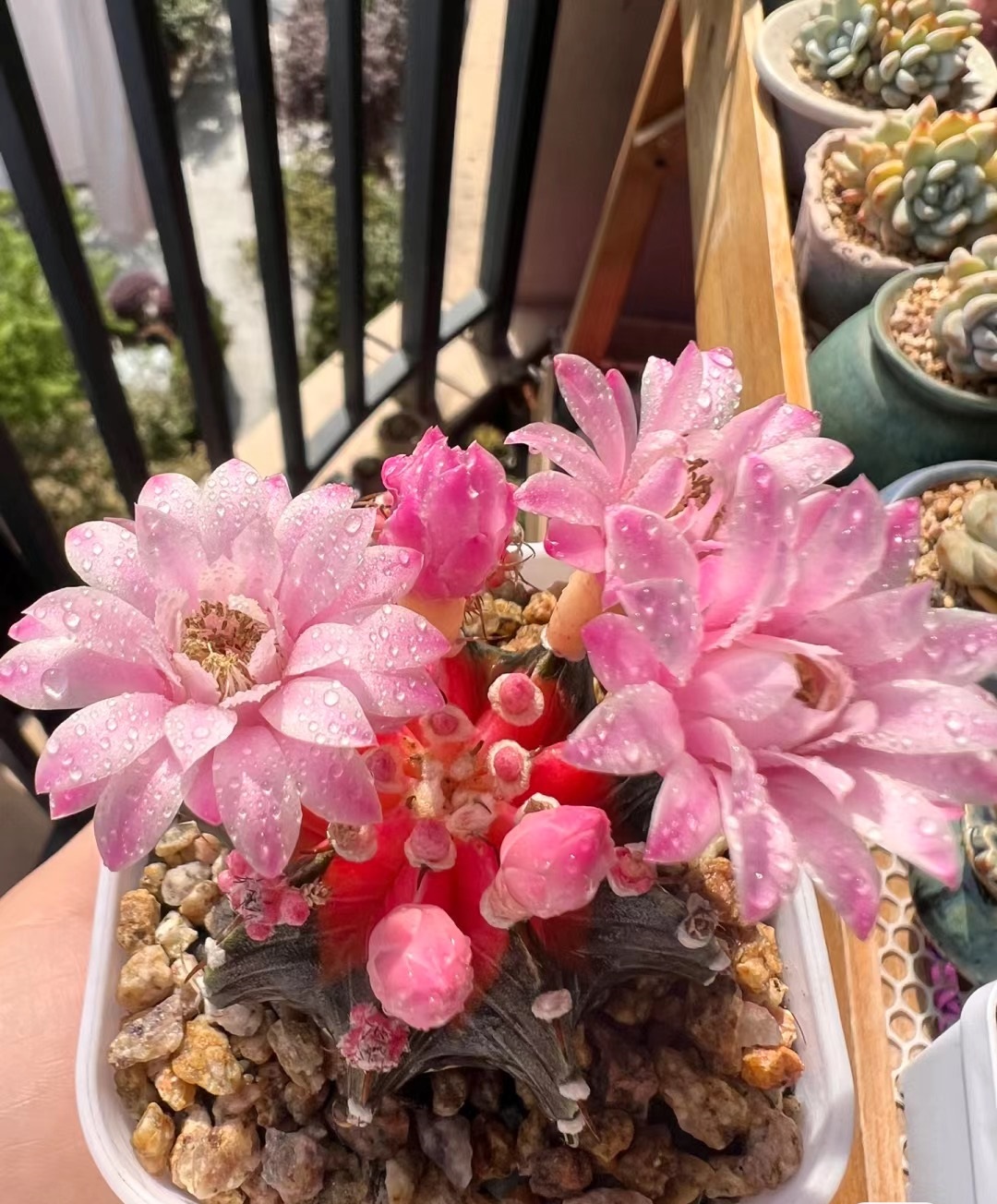 一样有质感,本身是绿色的,晒晒太阳就会变成紫色,花期和绯花玉差不多