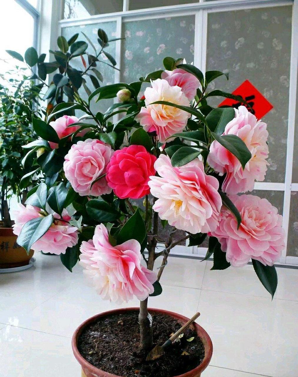 山茶花名品"乔伊·肯德里克",比五色赤丹更优秀的多色品种,花朵超级大