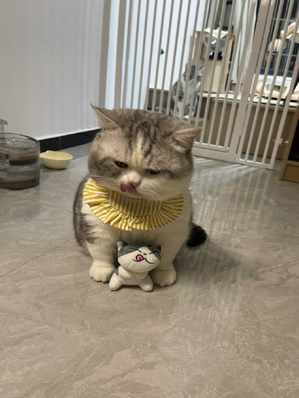 这小猫不大聪明的样子