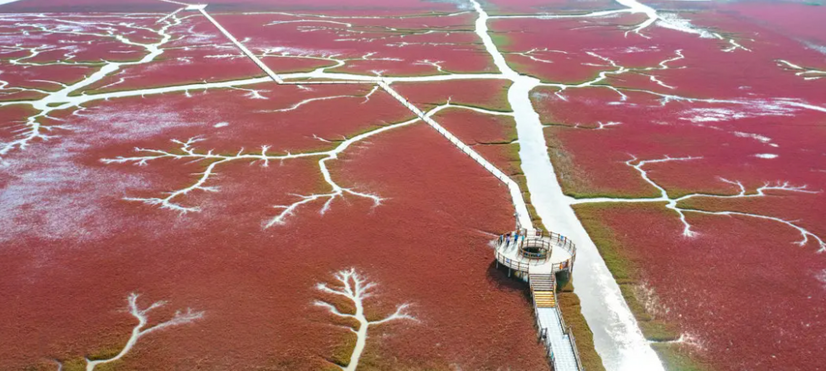 盘锦地区有很多油田,辽河油田的总部就在这个地方.