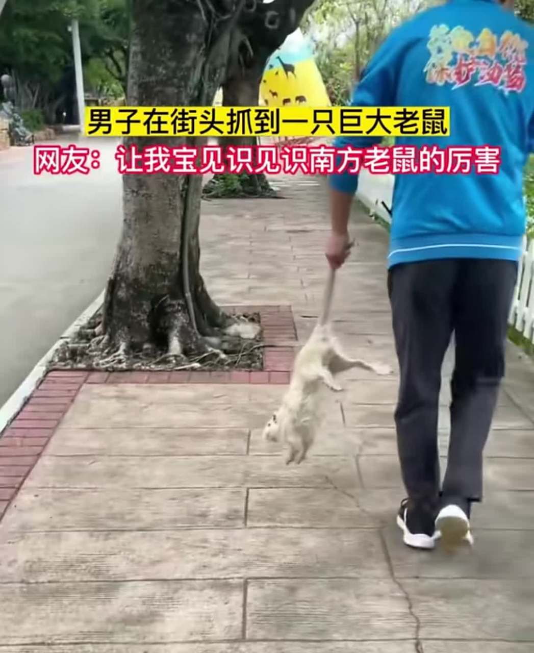 原来南方的老鼠这么大[得意][坏笑]愿你们不负自己,不畏将来.