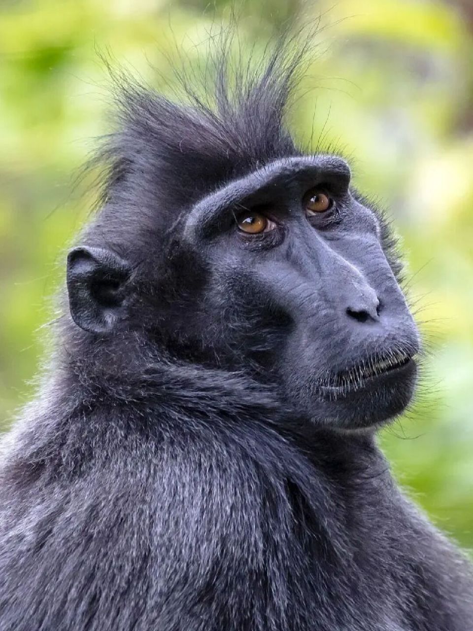 每天陪孩子一起瞧动物98(day156)  96名称:黑冠猕猴(macaca nigra