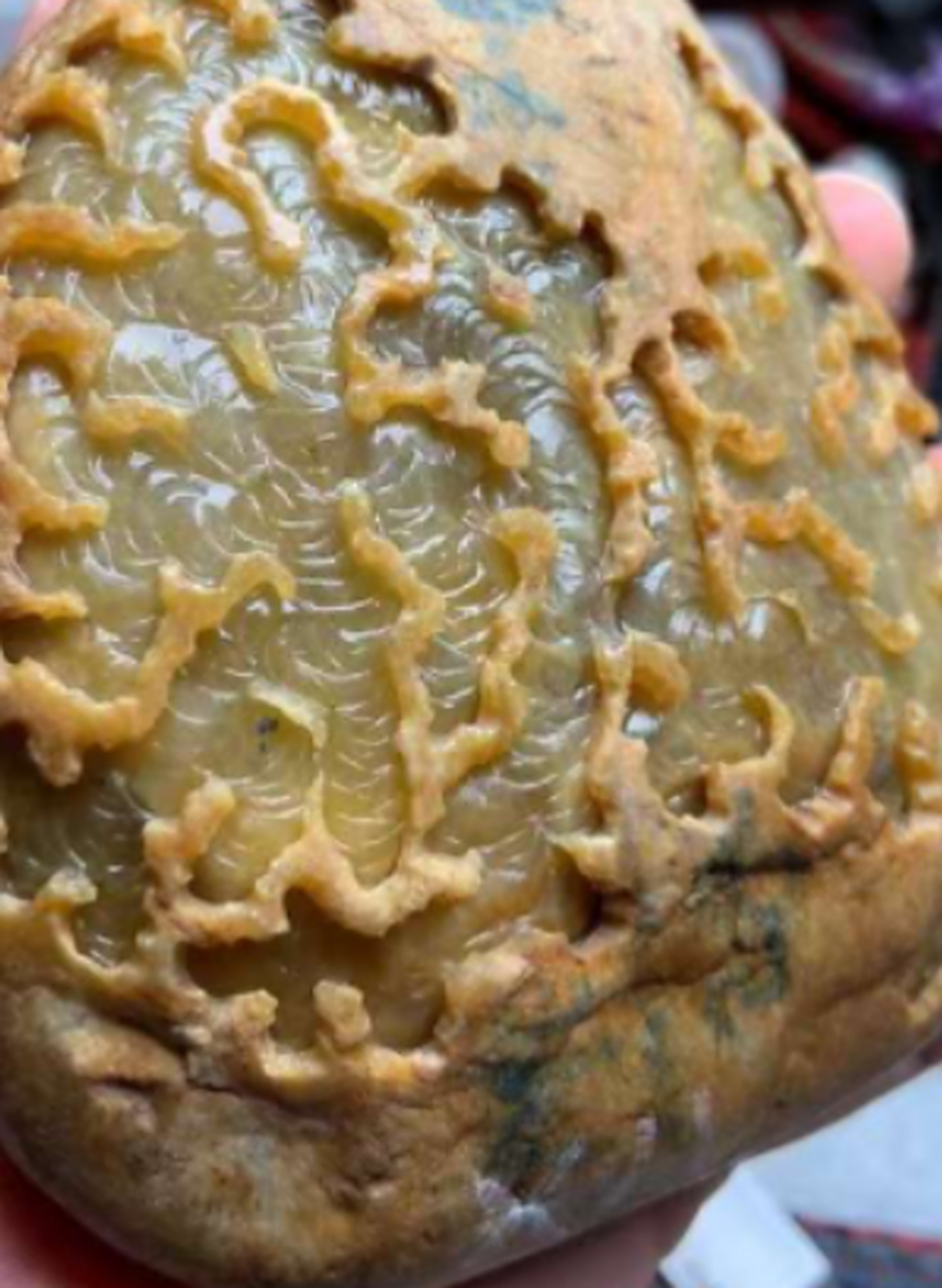 点击头像看直播##翡翠原石# 精品大马坎黄翡,黄的发红,手把件,大抛佑