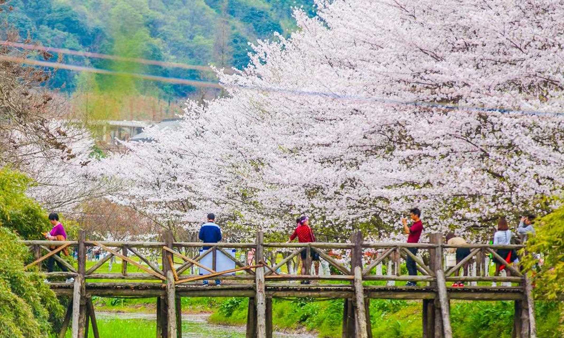 绍兴宛委山的早樱花每初开花,浪漫而略带凄美,花期只有约一星期,看