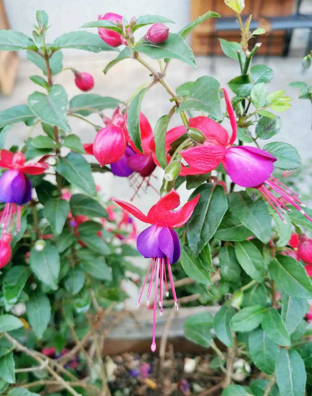 小时候叫这种花"灯笼花",后来发现好多形状像灯笼的花都被俗称灯笼花.