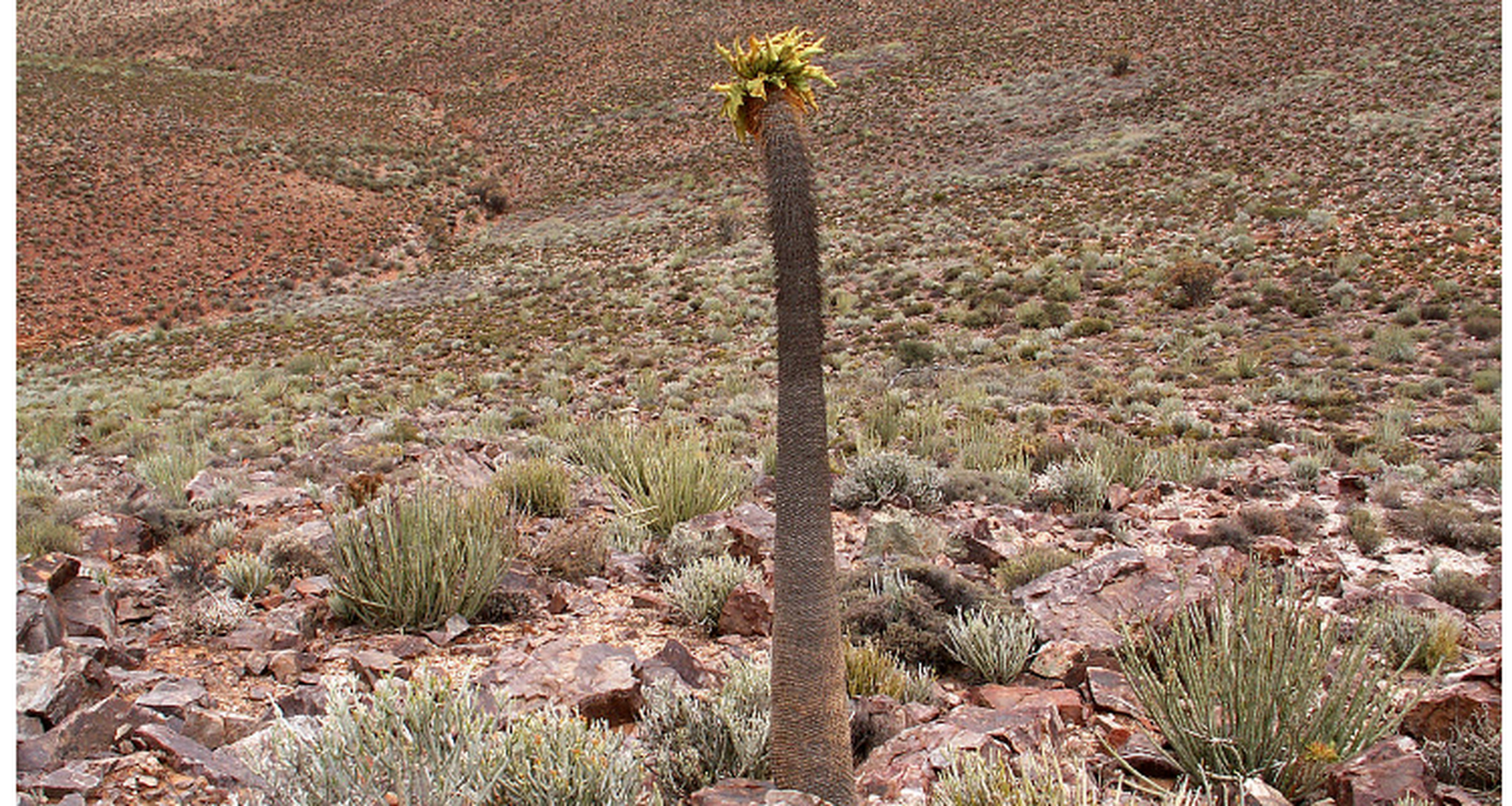 上最奇特的植物 棒槌树,旱季"脱光衣服"的树 棒槌树是典型的旱生植物