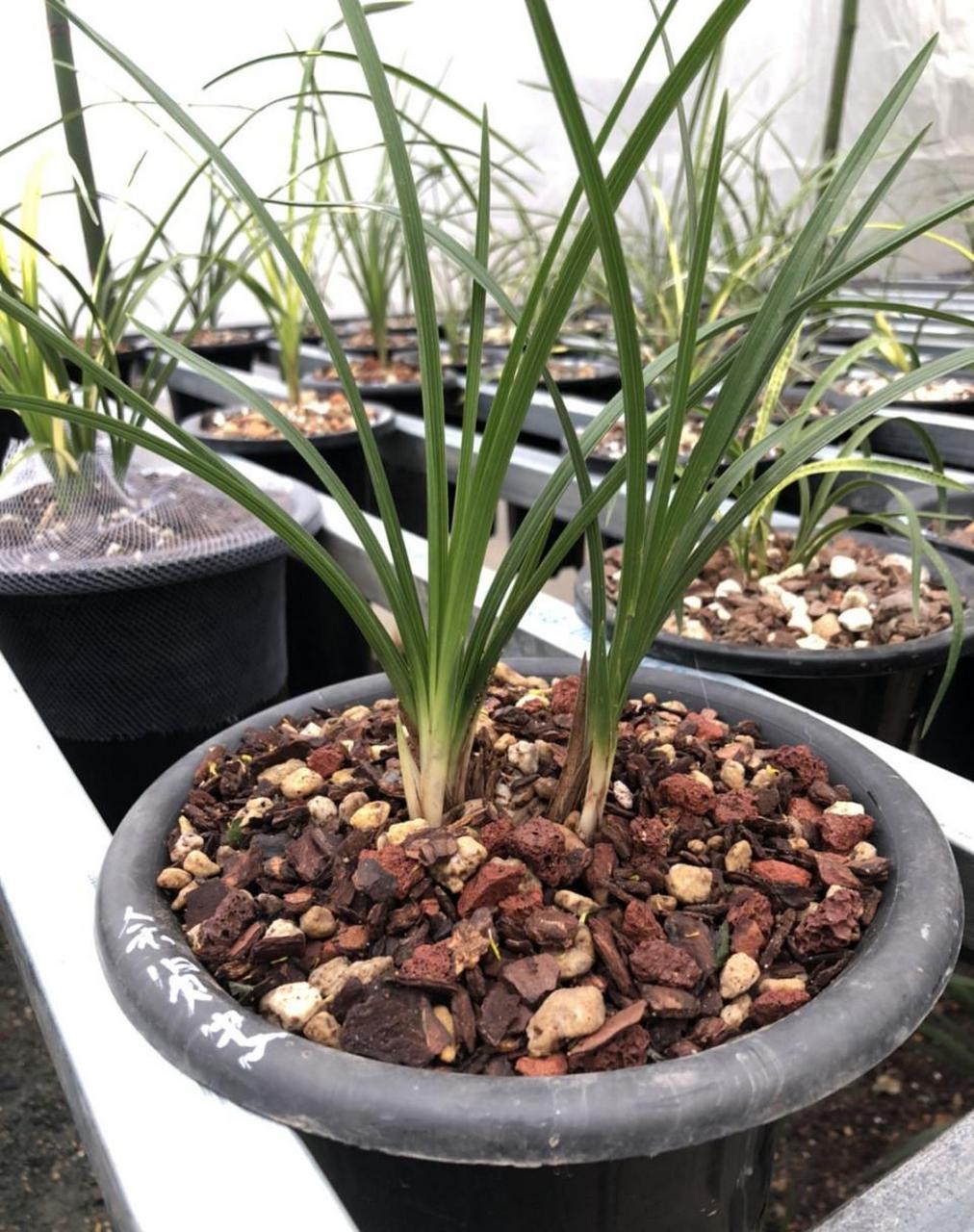 小知识:兰花常用的硬植料(指甲壳大小)一,植金石,萨摩土,二,火山石