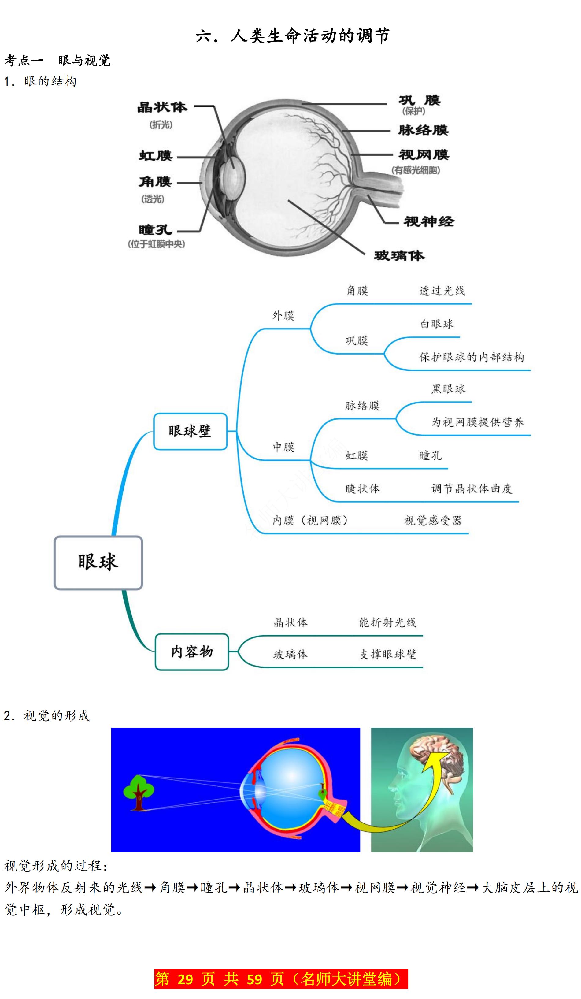 —"人类生命活动的调节"考点归纳和思维导图梳理,帮助