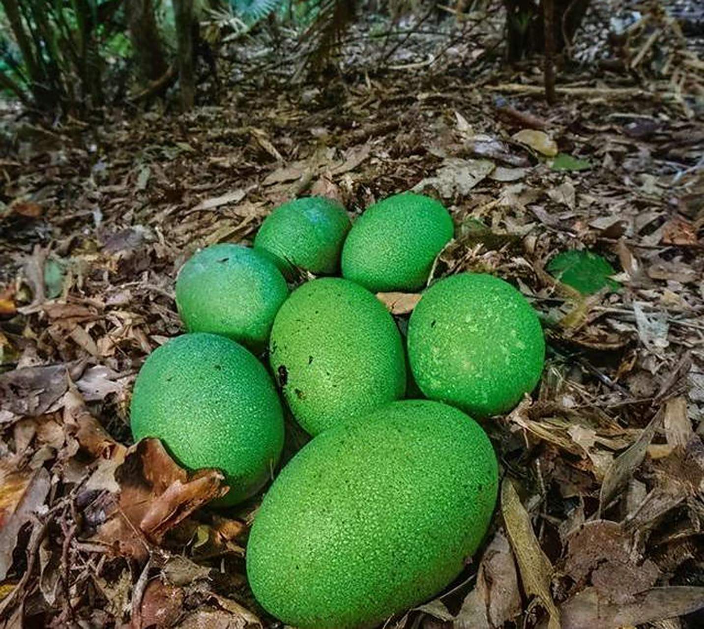 绿色的鸡蛋(绿色的鸡蛋是什么蛋)