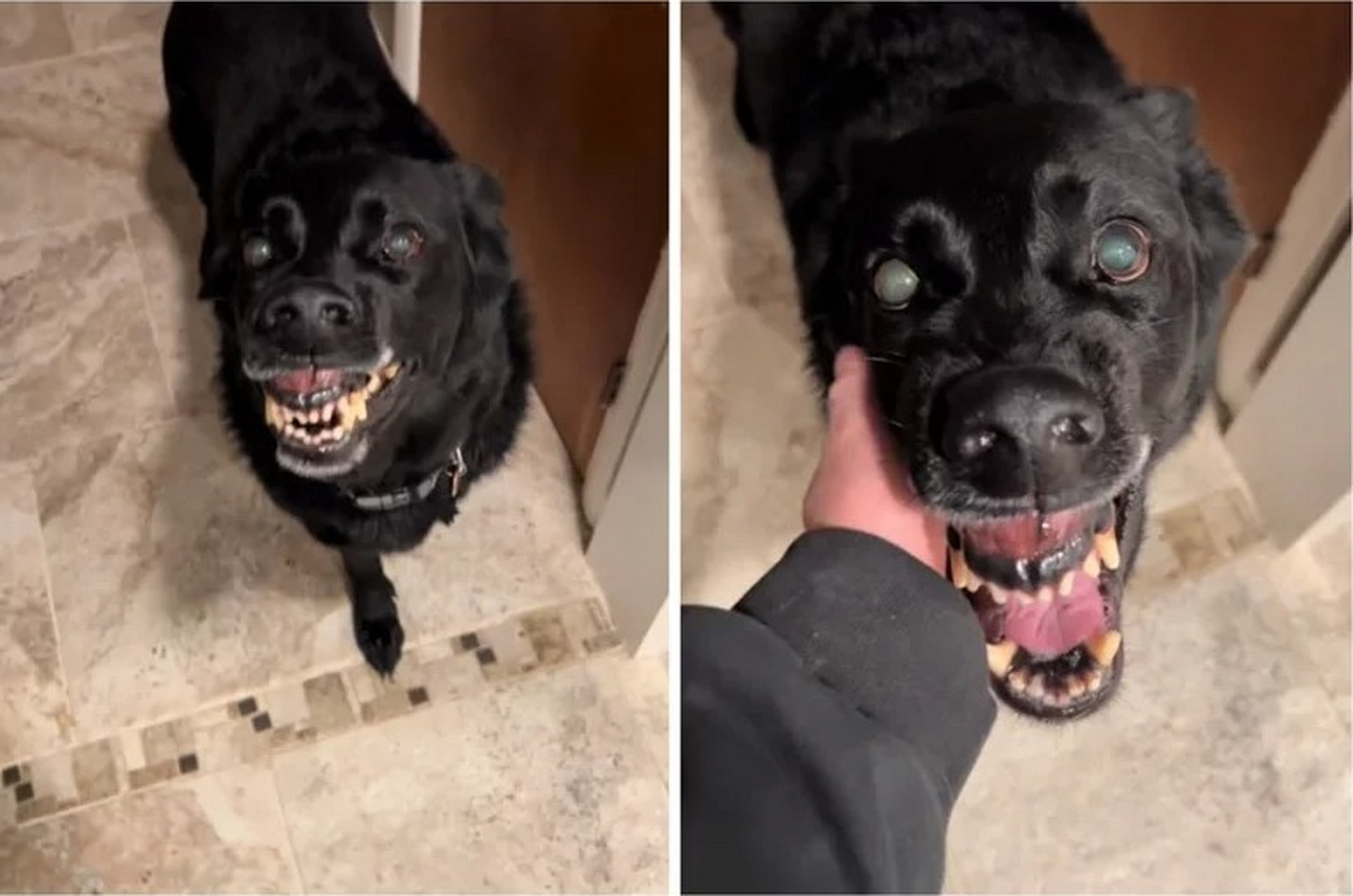 一名饲主养了一只纯黑的德国牧羊犬,有别于一般德牧的形象,这只狗狗