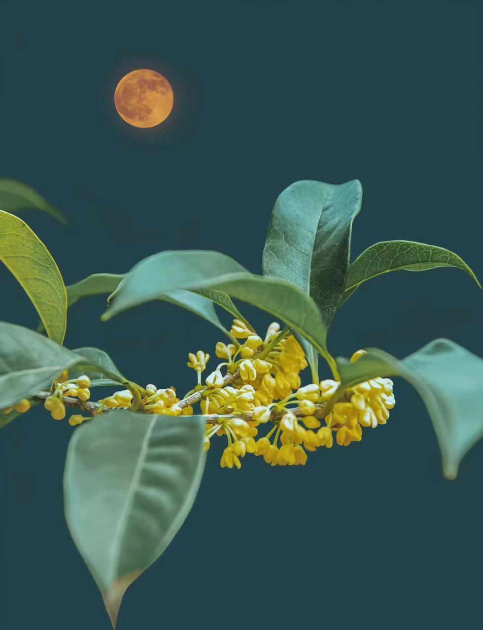 想看看你们手机里的桂花!