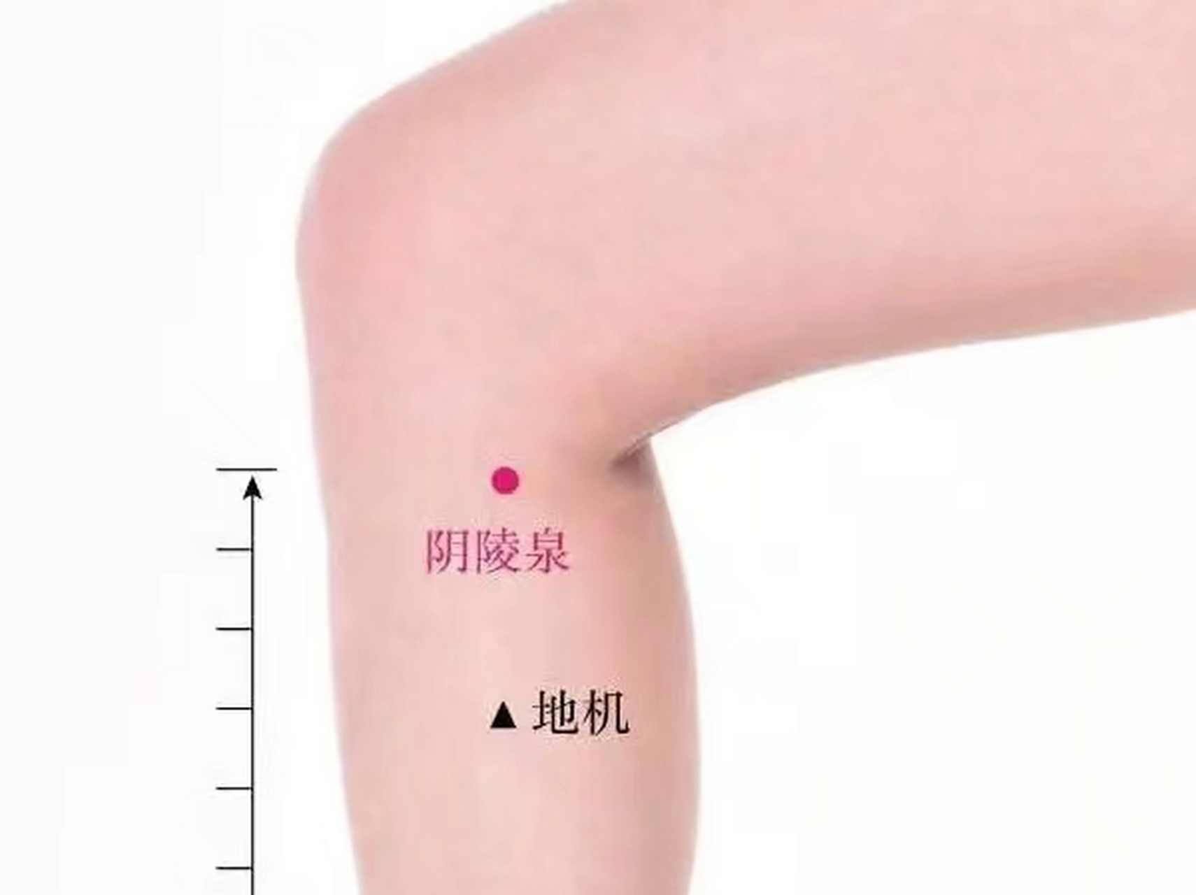 阴陵泉穴,足三里穴每次揉按3-5分钟可以健脾活血,去湿气.#恒星计划