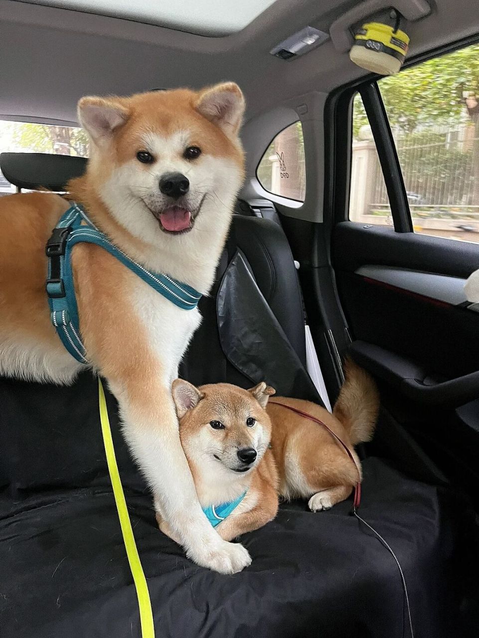 狗狗小百科之秋田犬&柴犬  狗狗品种那么多 总有那么一些长得比亲兄弟