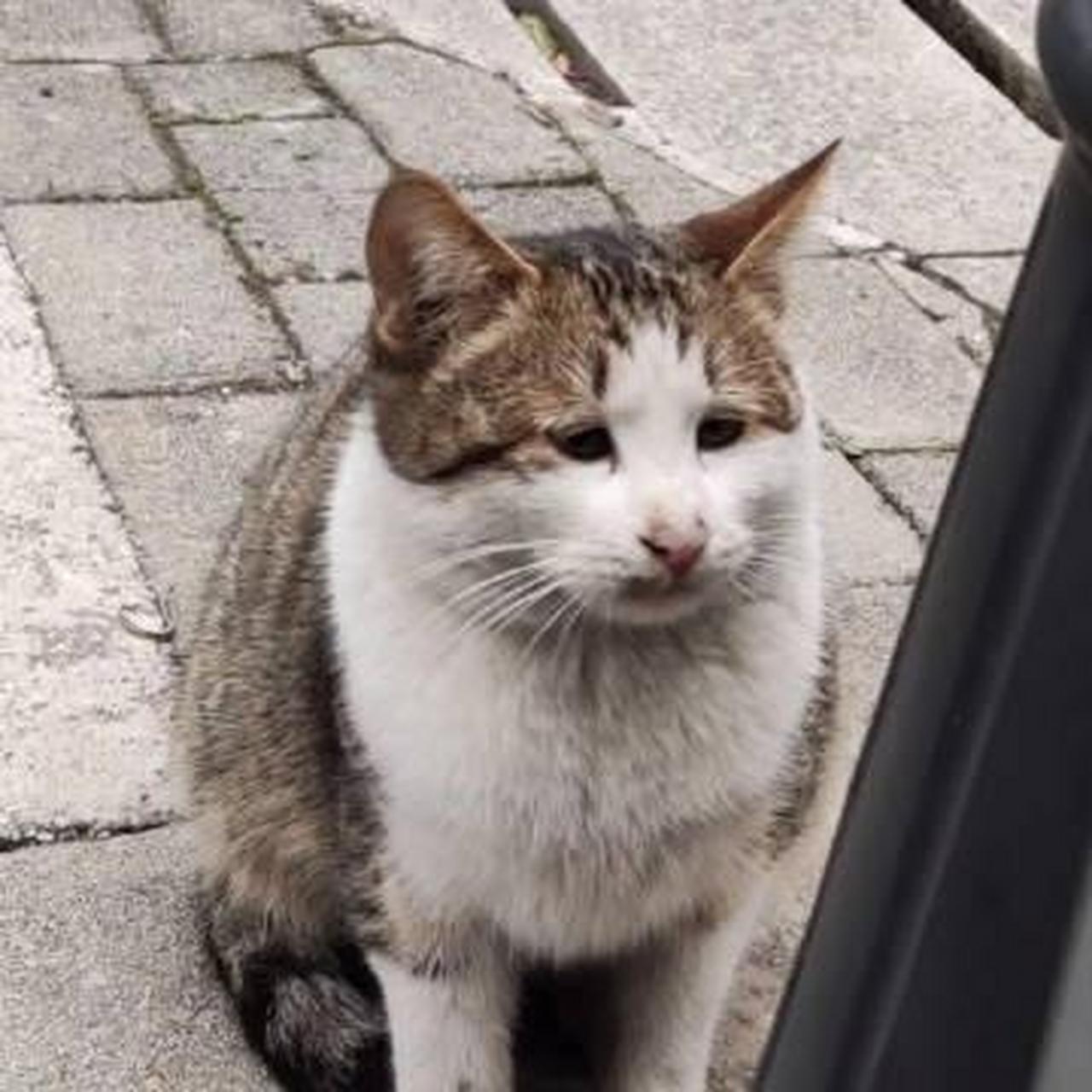 整天都是愁眉苦脸的小猫咪!