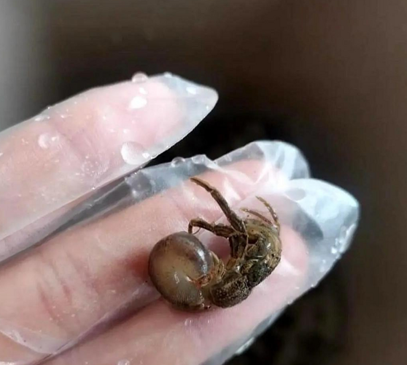 吃海螺吃出来的这个就是寄生虫嘛?好吓人!