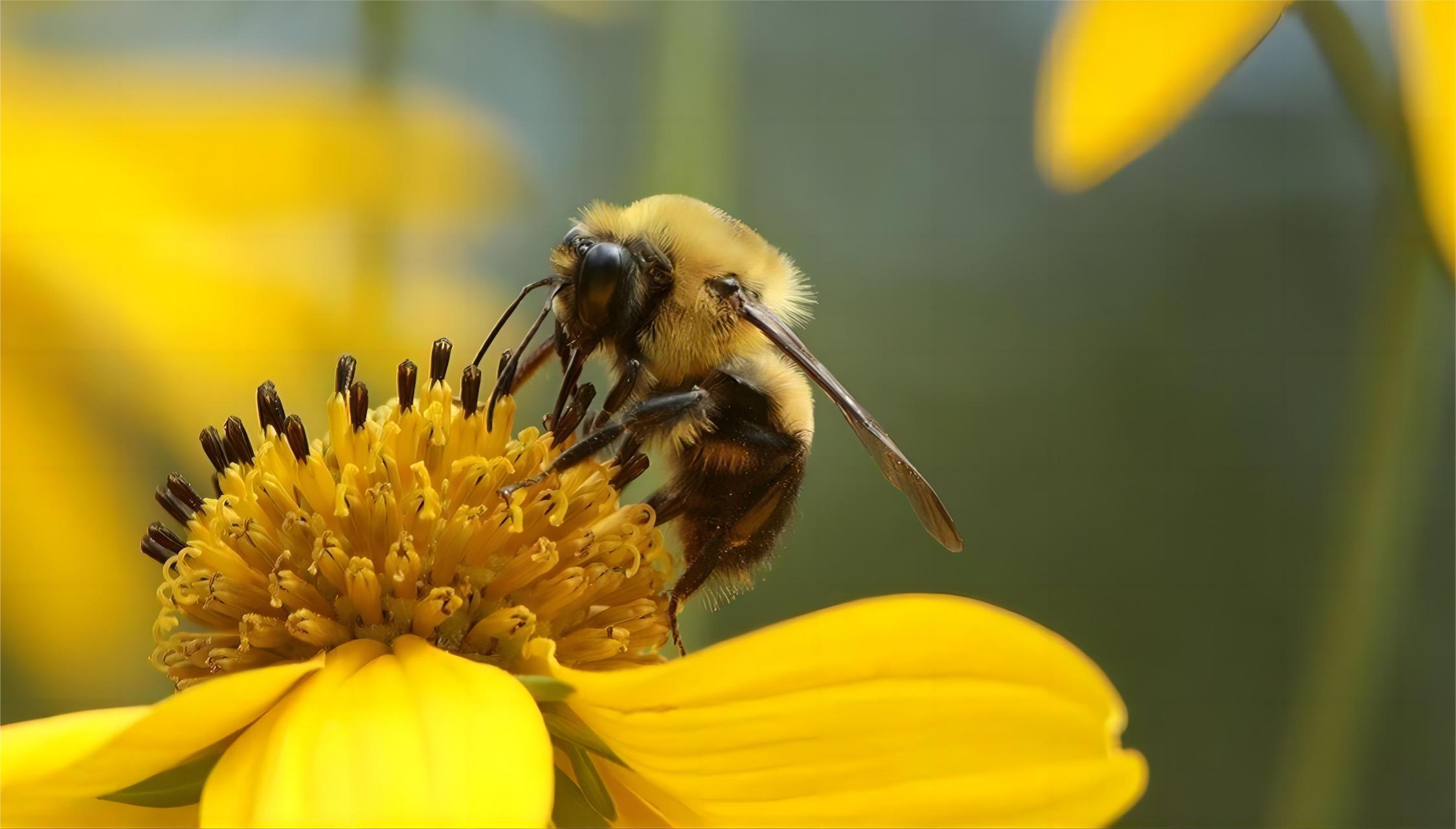 蜜蜂用精细的"舞蹈"告诉同伴食物位置       科学家们发现,蜜蜂可以用