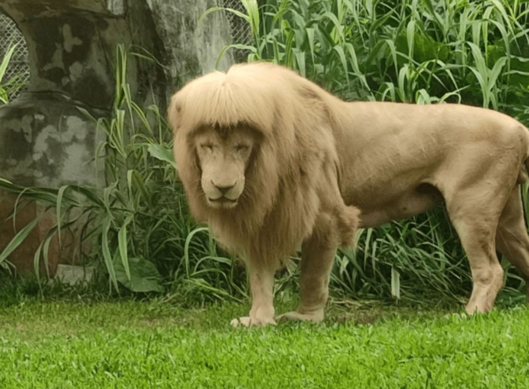 广州动物园的金毛狮王咋剪了平刘海?