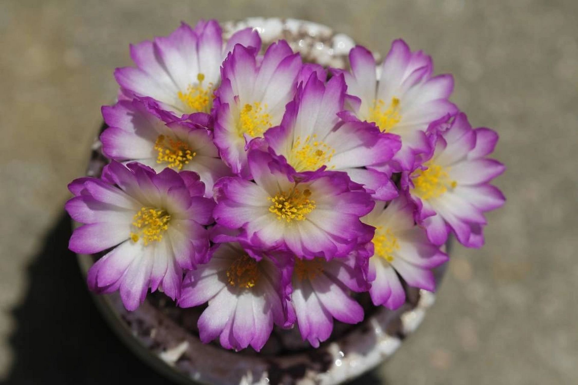 松针牡丹 松针牡丹,仙人球里的小精致,密密麻麻白白的小疣突,不扎手