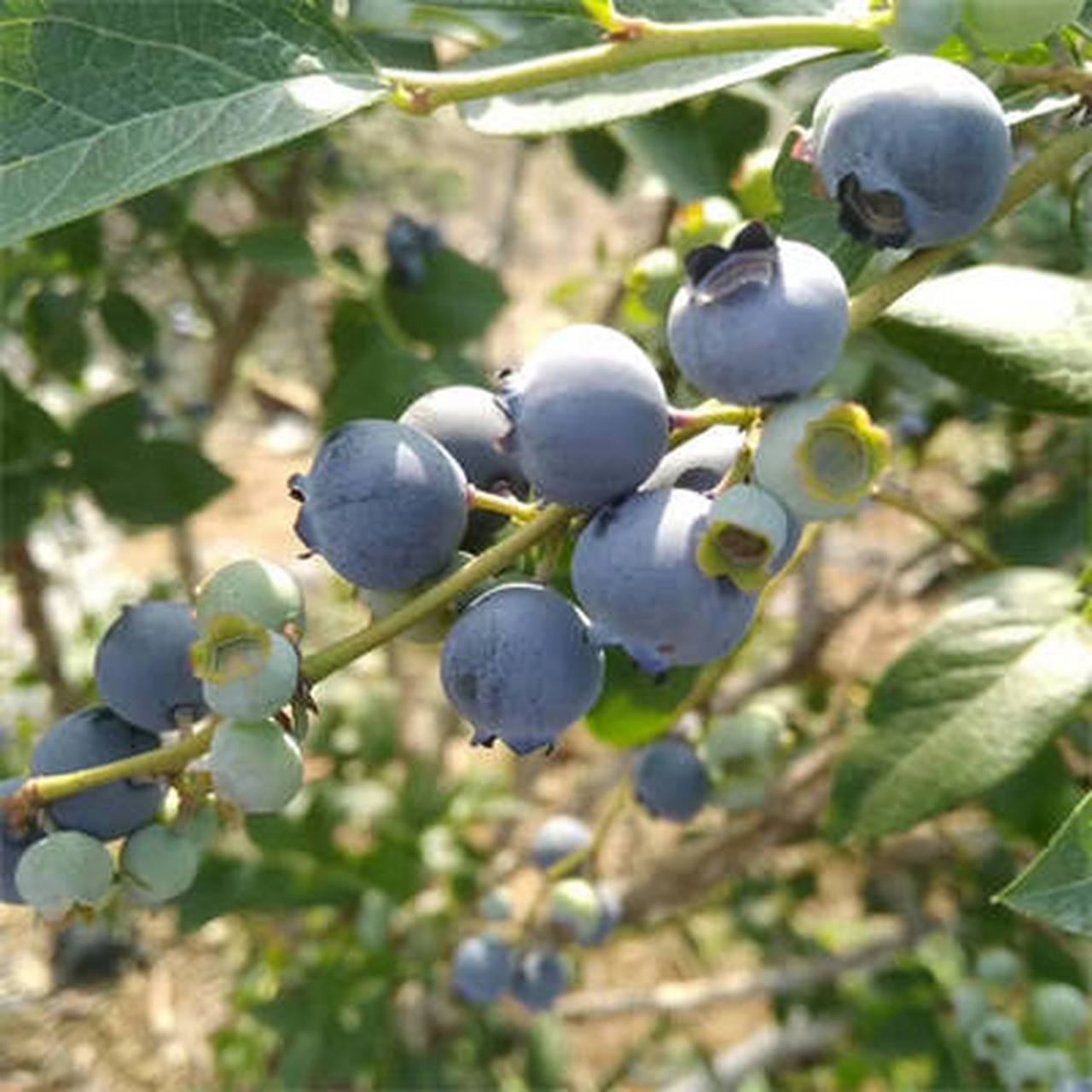 1702蓝莓需冷量150小时左右,是一个早熟的南高蓝莓新品种;果实硕大