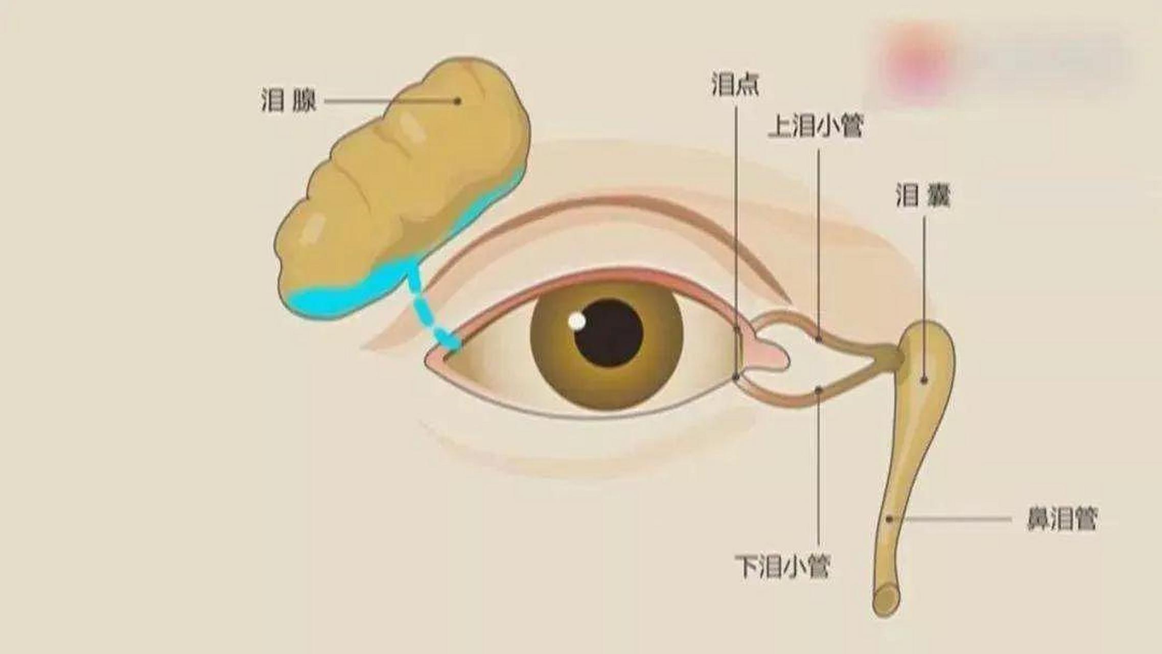 泪小点在哪个位置图片图片