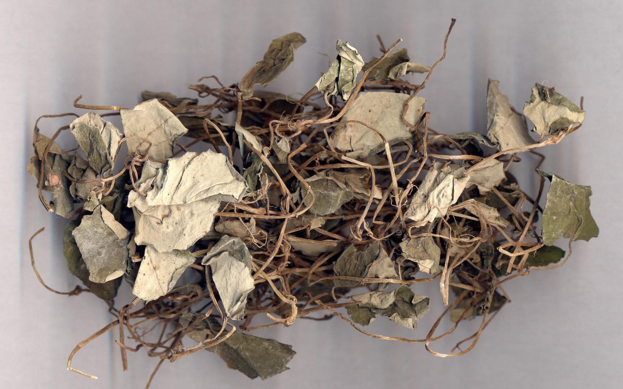 痛风用药# 痛风常用中药——金钱草  金钱草,又名过路黄,性微寒,胃适