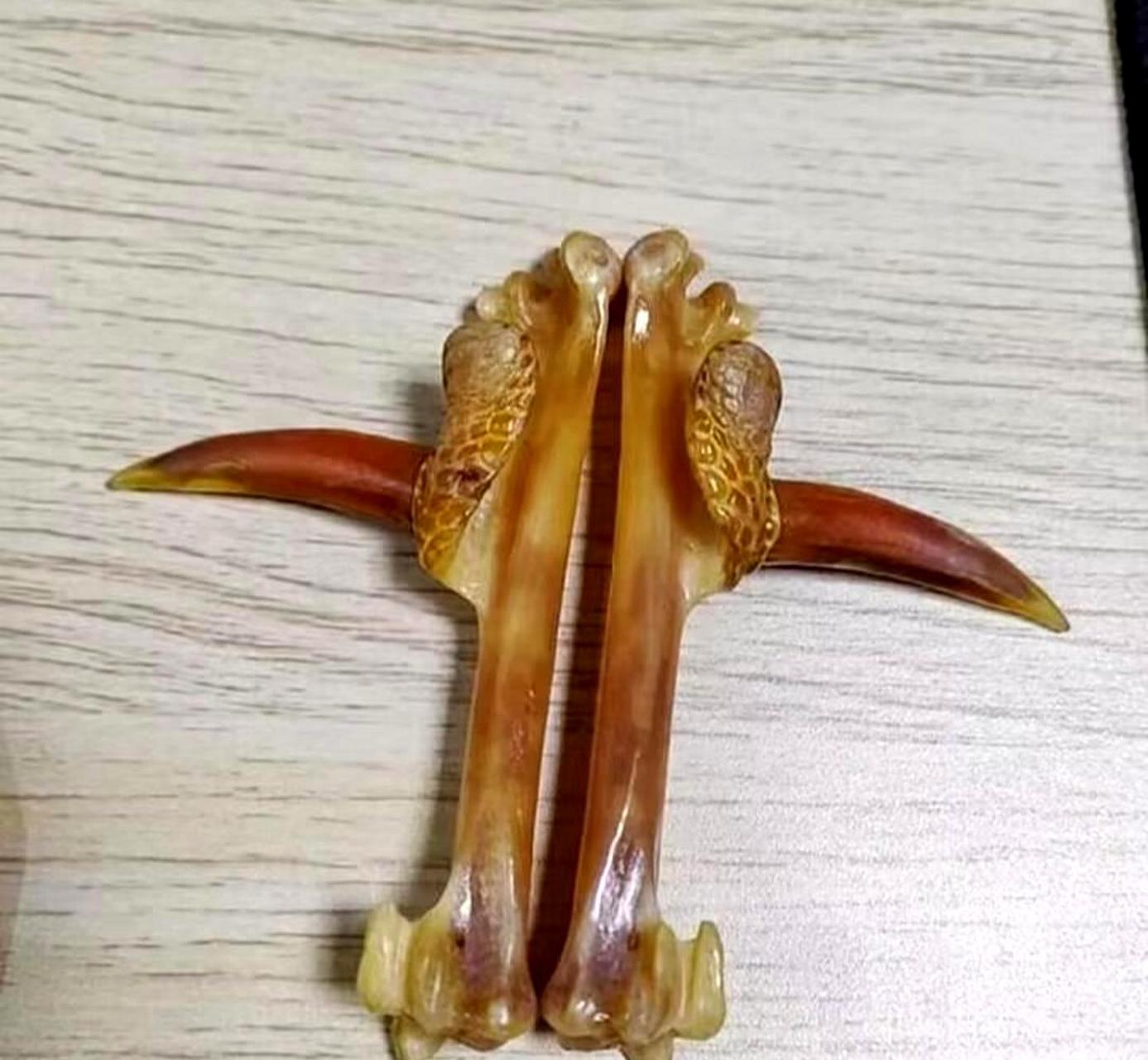 这些鸡骨头据说价值10万到20万,老丈人收藏了起来.