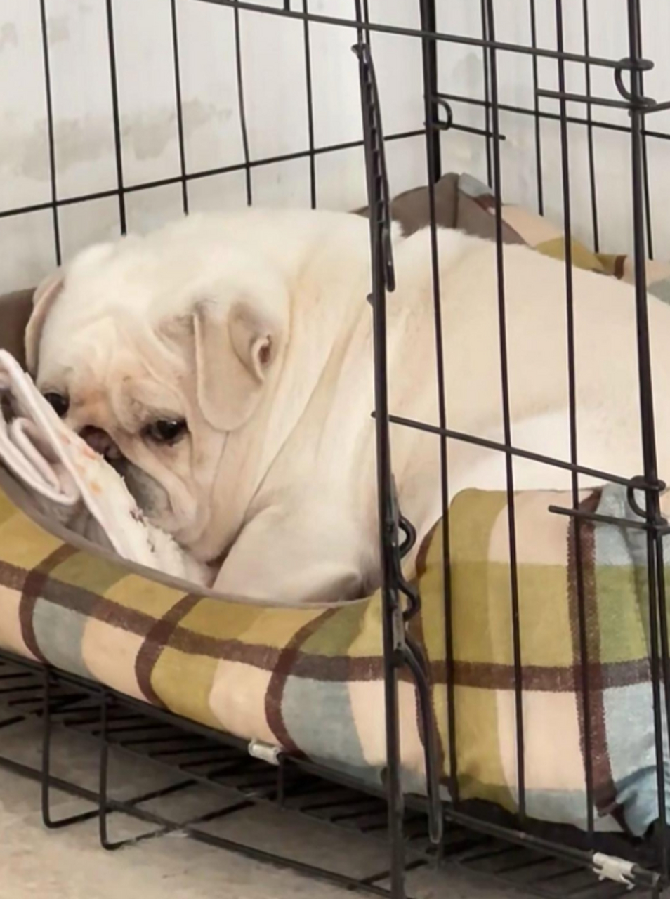 当你吃东西没分狗子时,可怜巴巴委屈的小眼神