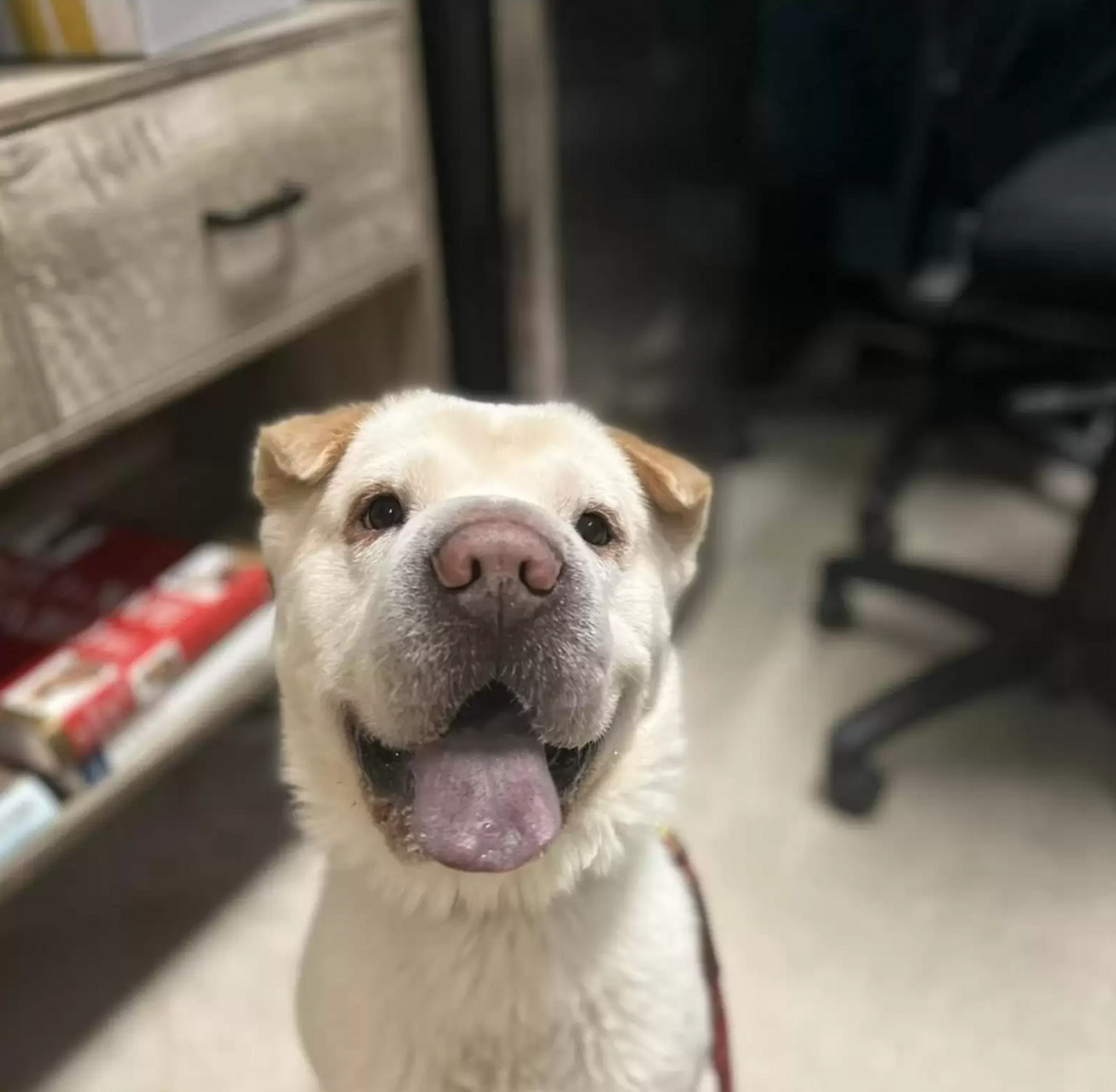 美国一对爱狗情侣爱丽莎(alyssa deluca)和札卡利(zachary chin)养了